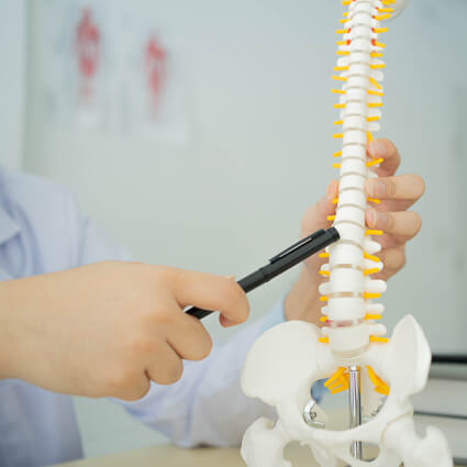 pointing at model spine with pen