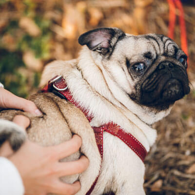 Dog getting adjusted