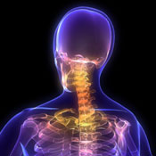 Illustration of spine inside the body