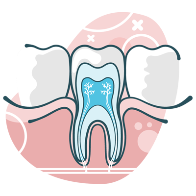 illustration of tooth roots