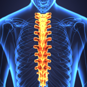 Internal image of spine