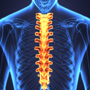 illustration of a spine