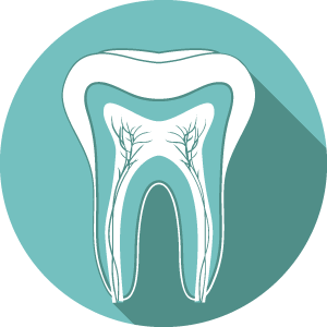 Illustration of inside of tooth