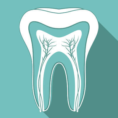 Illustration of cross-section of tooth