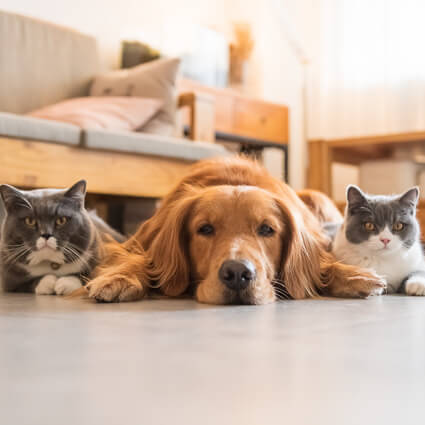 two dogs and a cat laying on the floor