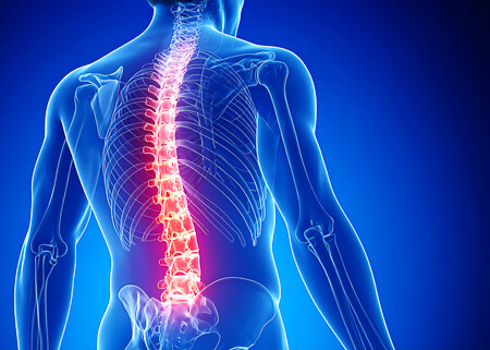 Digital illustration of the human spine